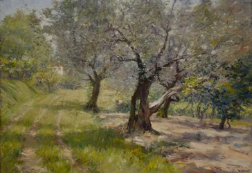 The Olive Grove